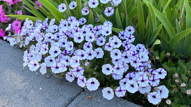 Supertunia Mini Vista ‘Violet Star’ petunia. The plant features small, trumpet-shaped flowers with a bi-color pattern of white petals and violet stripes that radiate from a dark purple center.