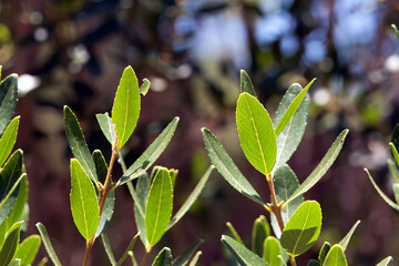 Foliage of a green olive tree, Phillyrea