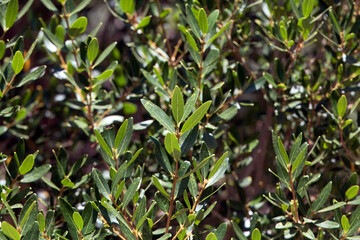 Foliage of a green olive tree, Phillyrea
