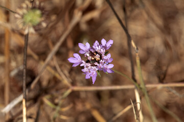 Blossom of a mourningbride, Scabiosa atropurpurea