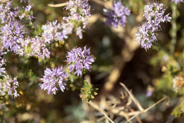 Inflorescence of a conehead thyme, Thymbra capitata