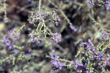 Inflorescence of a conehead thyme, Thymbra capitata