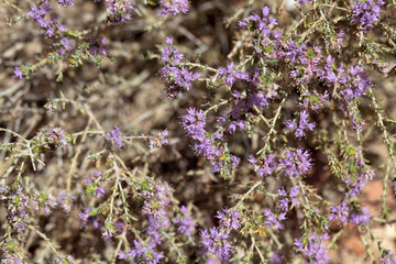 Inflorescence of a conehead thyme, Thymbra capitata