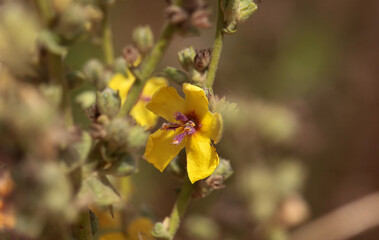 Blossom of a scallop-leaved mullein, Verbascum sinuatum