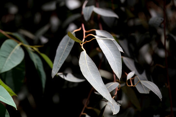 Foliage of a coastal white mallee, Eucalyptus diversifolia