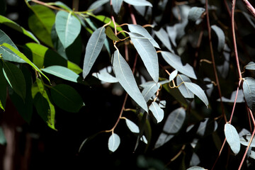 Foliage of a coastal white mallee, Eucalyptus diversifolia
