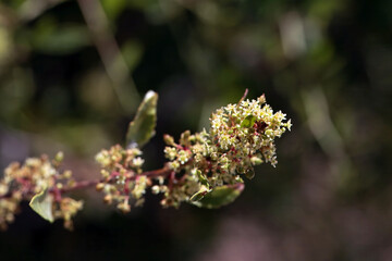 Inflorescence of an arto, Maytenus senegalensis