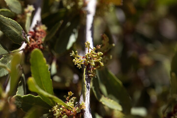 Inflorescence of an arto, Maytenus senegalensis