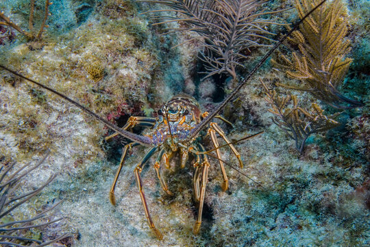 A Caribbean Spiny Lobster underwater, Panulirus argus