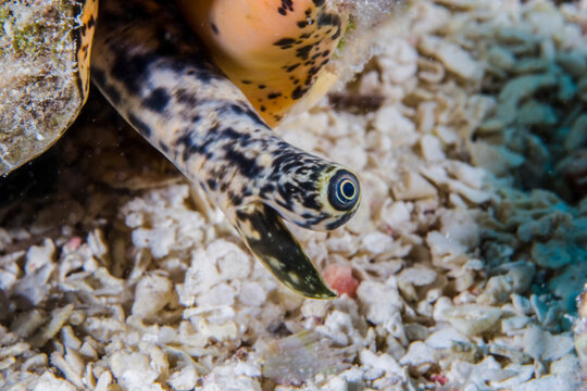 Closeup view of the Eye of a Queen Conch, Strombus gigas, underwater