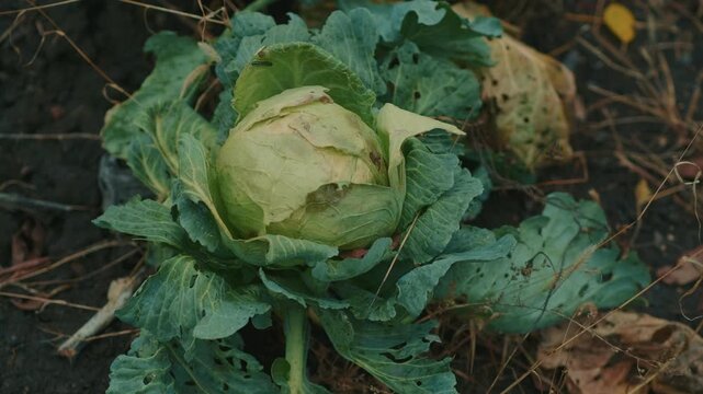 Lush green cabbage grows in a vibrant vegetable garden with fallen leaves scattered on the ground This scene captures the essence of autumn farming