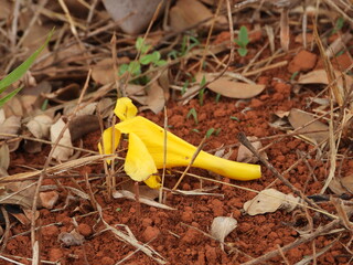 P&eacute;tala ca&iacute;da