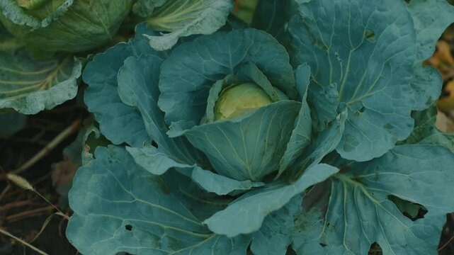 Lush green cabbage grows in a vibrant vegetable garden with fallen leaves scattered on the ground This scene captures the essence of autumn farming