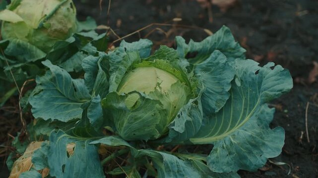 Lush green cabbage grows in a vibrant vegetable garden with fallen leaves scattered on the ground This scene captures the essence of autumn farming