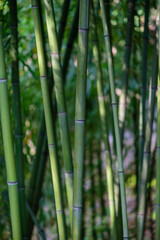 Fototapeta premium Close-up of Green Bamboo Stalks