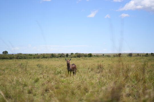Female waterback at Masai Mara National Park