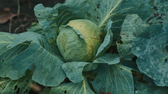 Lush green cabbage grows in a vibrant vegetable garden with fallen leaves scattered on the ground This scene captures the essence of autumn farming