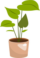 Philodendron Heartleaf Plant Illustration