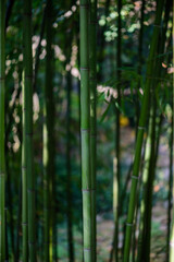 Obraz premium Close-up of Green Bamboo Stalks