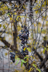 Clusters of dark grapes on a vine in autumn