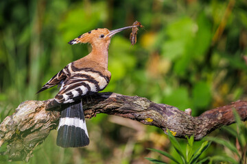 Wiedehopf (Upupa epops) © Rolf Müller