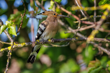 Wiedehopf (Upupa epops) © Rolf Müller