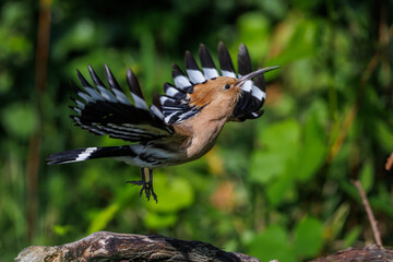 Wiedehopf (Upupa epops) © Rolf Müller