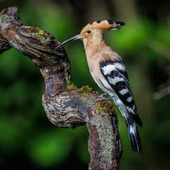 Wiedehopf (Upupa epops) © Rolf Müller