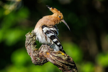 Wiedehopf (Upupa epops) © Rolf Müller