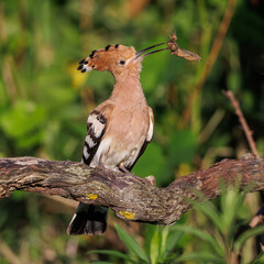 Wiedehopf (Upupa epops) © Rolf Müller