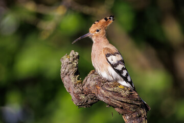 Wiedehopf (Upupa epops)