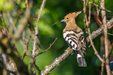 Wiedehopf (Upupa epops) © Rolf Müller