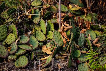 Prickly Pear Cactus with Dry Leaves