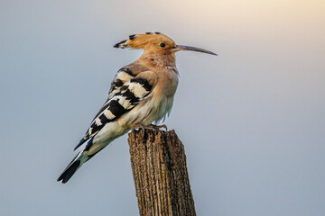 Wiedehopf (Upupa epops) © Rolf Müller