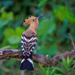 Wiedehopf (Upupa epops) © Rolf Müller