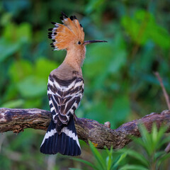 Wiedehopf (Upupa epops) © Rolf Müller