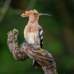 Wiedehopf (Upupa epops) © Rolf Müller