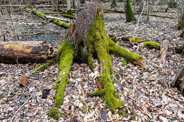 Fallen trees in the Bialowieza Forest.