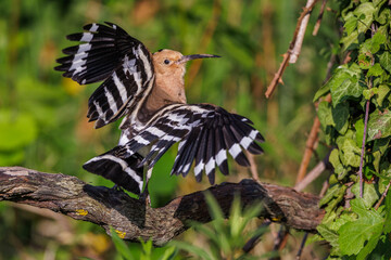 Wiedehopf (Upupa epops) © Rolf Müller