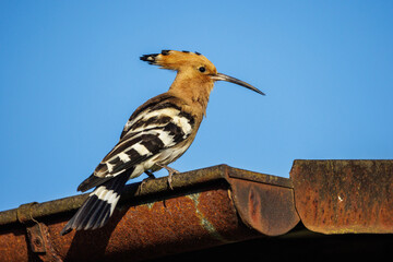 Wiedehopf (Upupa epops) © Rolf Müller