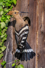 Wiedehopf (Upupa epops) © Rolf Müller