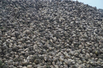 Berghaufen mit frisch geernteten Zuckerrüben vor Himmel auf dem Land am Nachmittag im Herbst