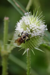 Bee collecting nectar on a white flower 
macro nature photography