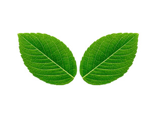 Obraz premium Green leaf pair isolated on transparency background, showing detailed veins and natural texture, symbolizing freshness, nature, and eco friendly concepts, perfect for botanical or organic themes