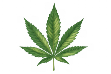 Cannabis sativa leaf illustration, depicting botanical detail and natural texture with a transparent background