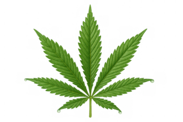 Cannabis sativa leaf illustration with water drops, a symbol for natural health remedies, herbal medicine, and cbd products