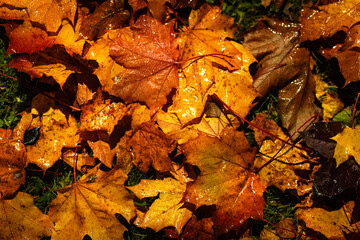 Wet Autumn Maple Leaves on Grass Illuminated by Warm Light, Closeup of Colorful Fall Foliage with Golden and Brown Tones