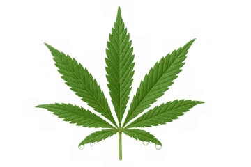 Cannabis sativa leaf creating a botanical illustration. Fresh green color and serrated edges, isolated for design elements