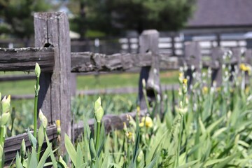 Obraz premium fence and grass