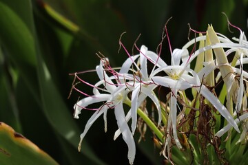 white and yellow flowers